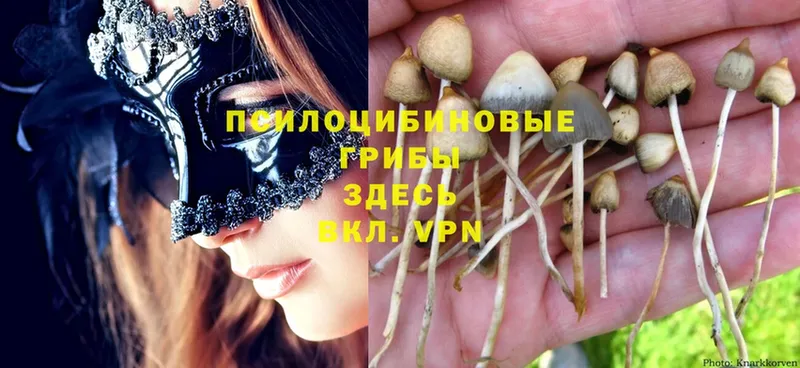 Галлюциногенные грибы GOLDEN TEACHER  как найти наркотики  Артёмовск 